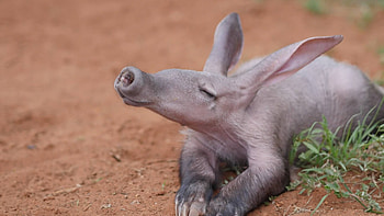 Inspirational aardvark , Aardvark in the wild, Aardvark appreciation, Aardvark HD wallpaper
