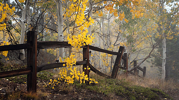 Autumn Leaves, autumn, trees, nature, fence HD wallpaper