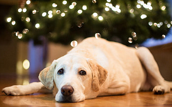 Animals, To Lie Down, Lie, Dog, Muzzle, Labrador HD wallpaper