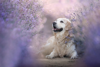 Animal, Golden Retriever, Dogs HD wallpaper