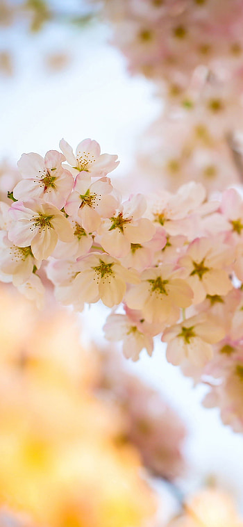 Cherry Tree, 11 , Flower blossom, Nature HD phone wallpaper