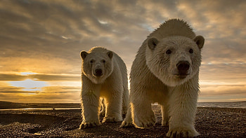 Bear, Powerful presence, Wolf companions HD wallpaper