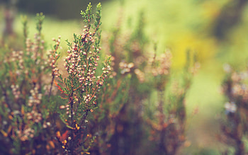 Grass, Macro, Shine, Light, Blur, Smooth HD wallpaper