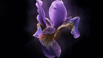 Orchid, soft, beautiful, delicate, petals, flower, nature, lovely, lilac HD wallpaper