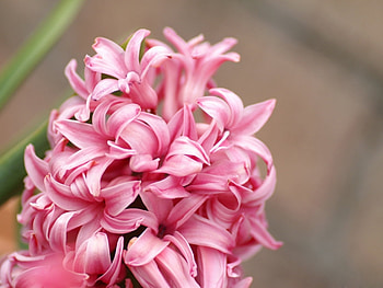 Plants, Flowers HD wallpaper