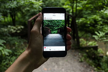 A hand holds a smart capturing a forest bridge in a natural setting. HD wallpaper