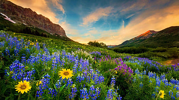 Mountain Meadow in Spring, wildflowers, blossoms, landscape, clouds, colors, sky, mountains, sunset HD wallpaper