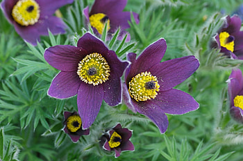 Pasque Flower, nature, plant, pasque, flower HD wallpaper