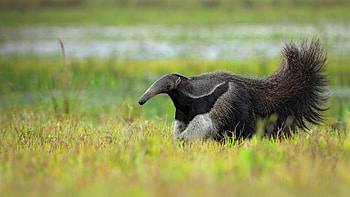 Anteater, , Stunning, Striking HD wallpaper