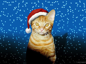 Christmas cat, blue, christmas, red, cat, cap, ginger HD wallpaper