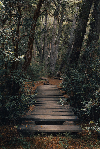 Nature, Trees, Forest, Path, Bridge HD phone wallpaper
