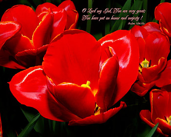 rose, music, nature, love HD wallpaper
