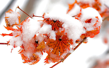 Flowers, Snow, Plant, Macro, Bright HD wallpaper