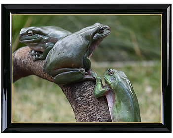FRAMED FROGS, NATURE, FROGS, FRAMED HD wallpaper