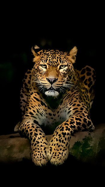 Leopard ultra | HD phone wallpaper