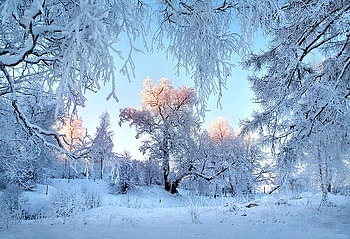 Winter dawning, winter, blue sky, sun on trees, snow covered trees, white, morning, cold HD wallpaper