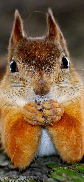 Funny squirrel , Comic squirrel HD phone wallpaper
