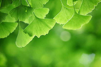 Ginkgo Biloba, Medicinal tree, Healing powers, Ancient herb HD wallpaper