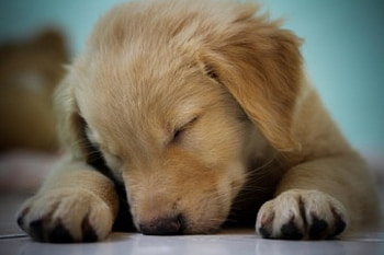 Dog, sweet, animal, dogs, cute, beautiful, puppys, puppy, pretty, animals, lovely HD wallpaper