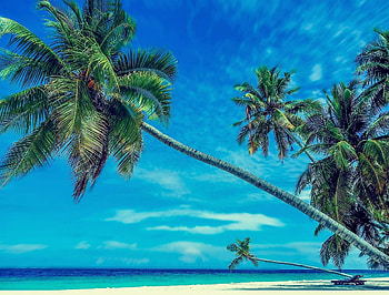 tropical island, island, sky, palm trees, beach HD wallpaper