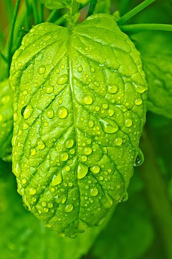 Leaf Nature, Comics, HQ HD phone wallpaper