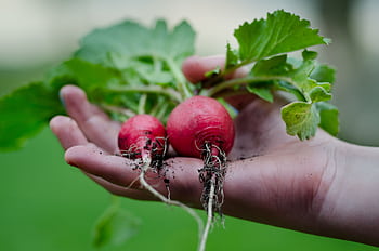 Hand holding fresh radishes with soil, highlighting garden harvest and healthy eating. HD wallpaper