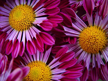 Pink, nature, flowers, yellow HD wallpaper