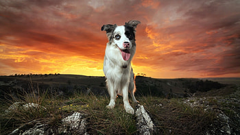 Cute Dog, dog, cute, pet, animals HD wallpaper