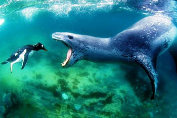 Sea Leopard, Penguin, Ocean, Wildlife HD wallpaper