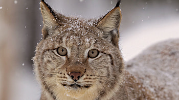 Animals, Snow, Iris, Muzzle, Spotty, Spotted, Predator HD wallpaper