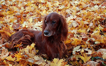 Autumn fall, rece, toamna, frunze, caine HD wallpaper