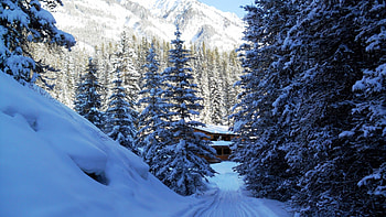 Frigid Winter Forest, winter, winter forest, forest, frigid forest HD wallpaper