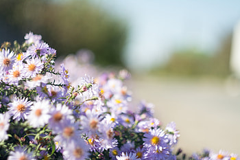 Flowers, Blur, Smooth, Daisies HD wallpaper