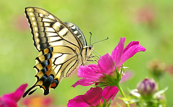 Flowers, Patterns, Macro, Color, Butterfly HD wallpaper