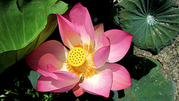 Lotus, beautiful, sunny day, Water drop HD wallpaper