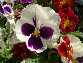 Plants, Flowers, Pansies HD wallpaper