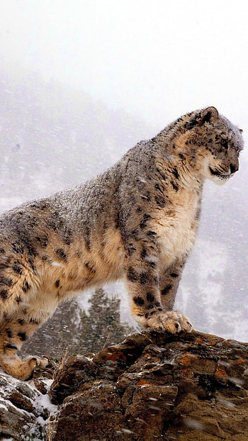 Snow Leopard, Animal, Cat HD phone wallpaper