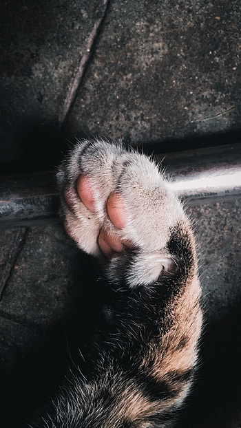 Animals, Cat, Nice, Paw, Nicely, Cushion, Hassock HD phone wallpaper