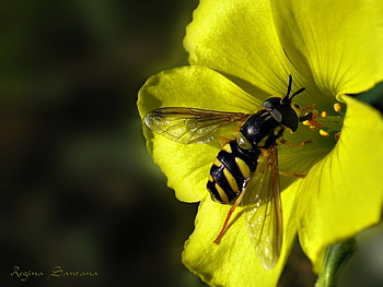 Insects, Bees HD wallpaper