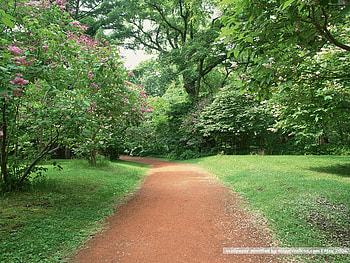 Road and Tree, green, trees, road, forests, nature, grass HD wallpaper