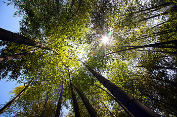 trees, sky, spring, forest HD wallpaper