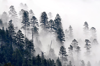 Nature, Trees, Pine, Forest, Fog HD wallpaper