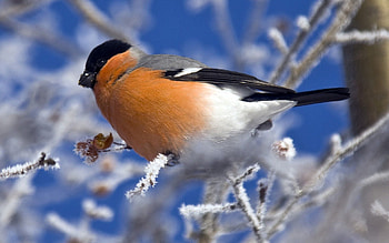 Animals, Bird, Sit, Branch, Color HD wallpaper