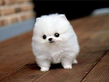 Cute Puppy, puppy, white, , cool, cute HD wallpaper