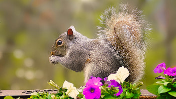 Squirrel Is Eating Nuts Standing Near Purple White Flowers In Blur Background Squirrel HD wallpaper