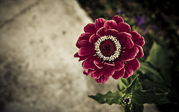 Flowers, Flower, Petals, Bud, Greens, Velvety HD wallpaper