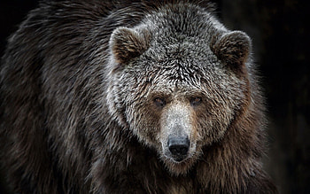 Grizzly Bear, Stunning , Captivating backgrounds, Nature's wonder HD wallpaper