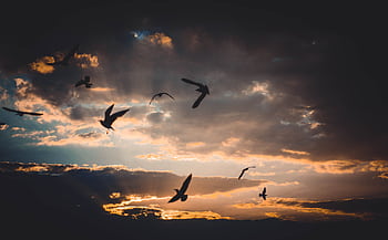 A flock of birds flying through a dramatic sunset sky with rich colors and striking clouds. HD wallpaper