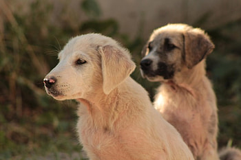 Dogs, dog, sweet, animal, cute, beautiful, puppys, puppy, pretty, animals, lovely HD wallpaper