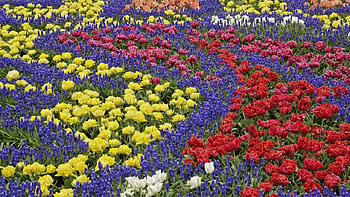 flower-patterns-kuekenhof-gardens-netherlands, flower, landscape, garden, colors, nature, flowers HD wallpaper